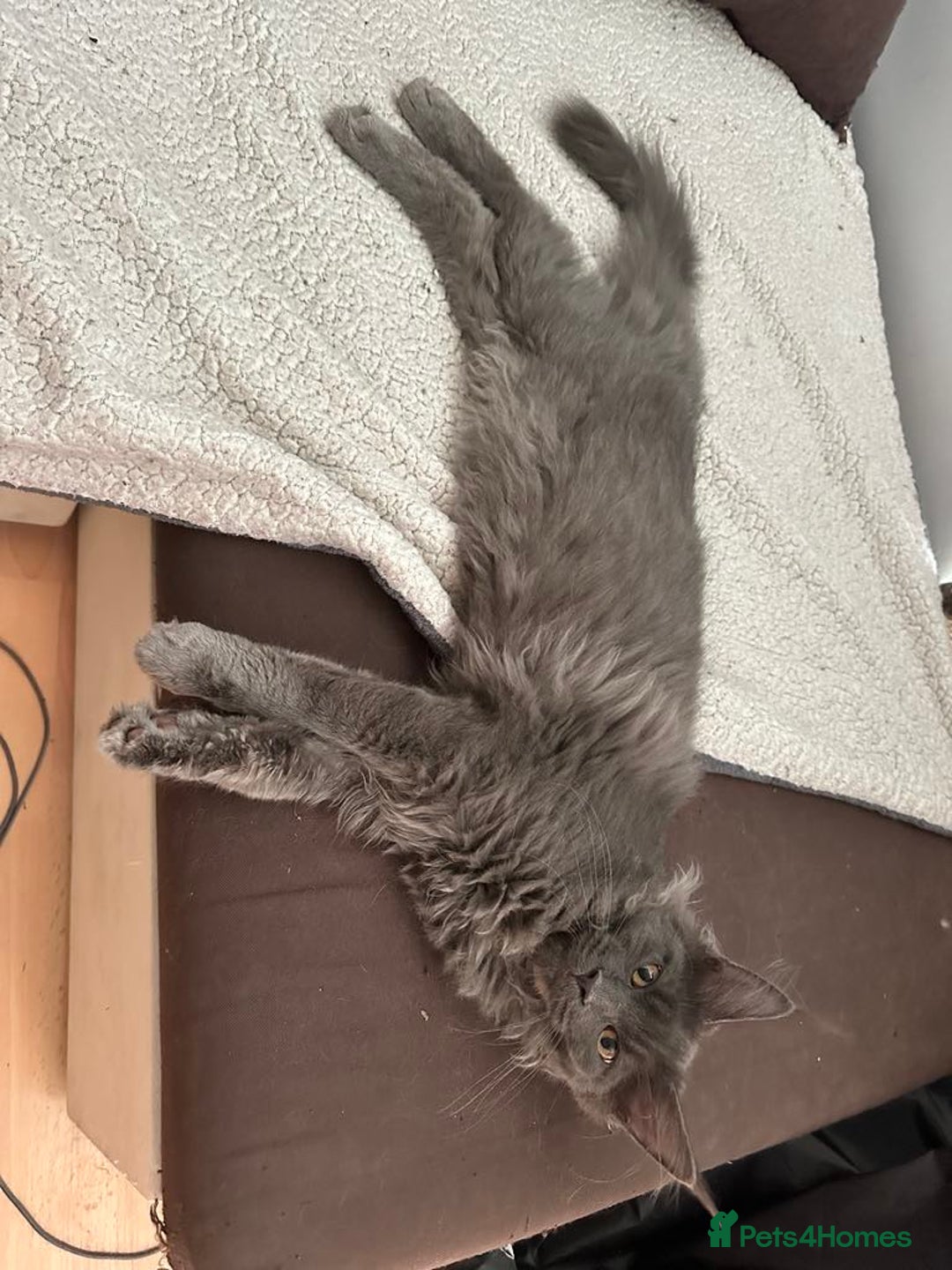 Maine Coon cats for sale: Stunning Maine Coon Kittens (Tica Registered)  in Colchester - Image 8
