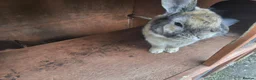 Mixed Breed rabbits for sale: Loving rabbits in Sutton Coldfield - Advert 2
