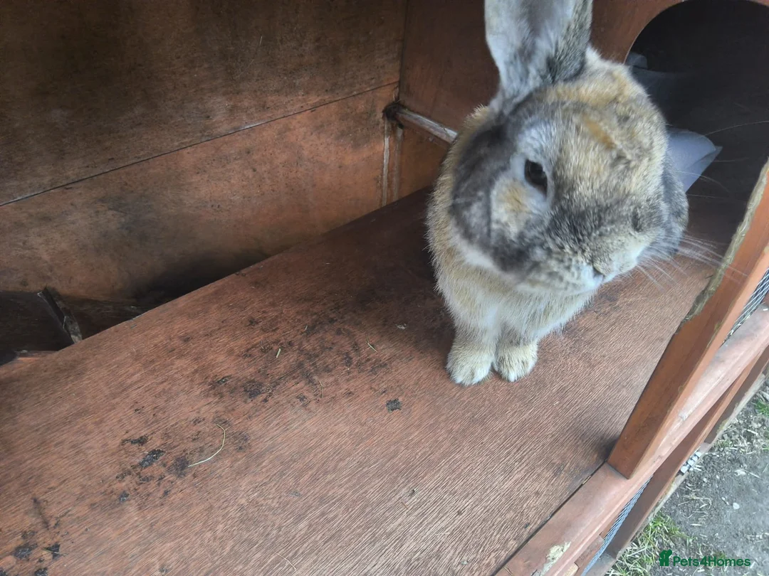 Mixed Breed rabbits for sale: Loving rabbits in Sutton Coldfield - Advert 2