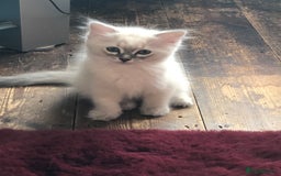 Ragdoll cats for sale: Ragdoll X Chinchilla Persian kittens for sale  - Image 8