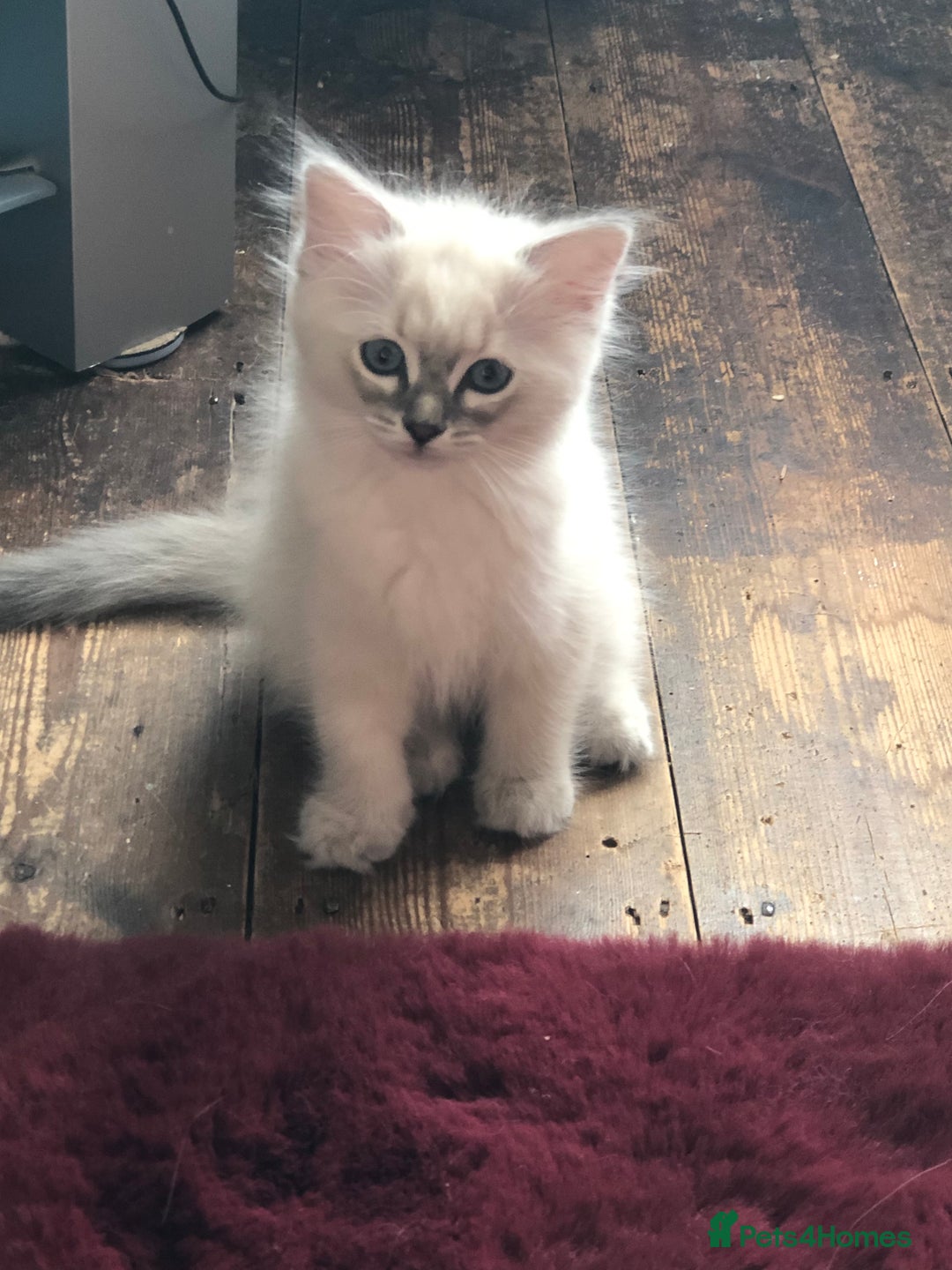 Ragdoll cats for sale: Ragdoll X Chinchilla Persian kittens for sale  - Image 8