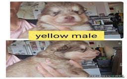 Alaskan Malamute dogs for sale: Alaskan malamute puppies for sale - Image 3