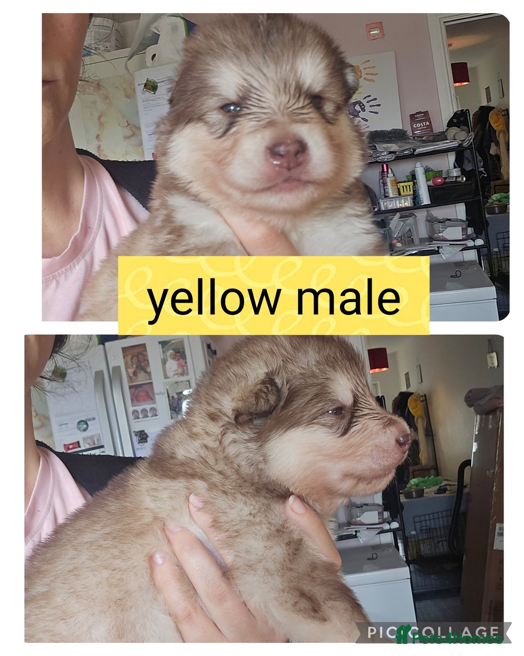 Alaskan Malamute dogs for sale: Alaskan malamute puppies for sale - Image 3