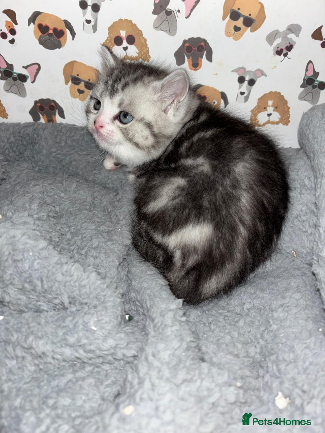 Brazilian Shorthair cats for sale: British shorthair x Persian  - Advert 9