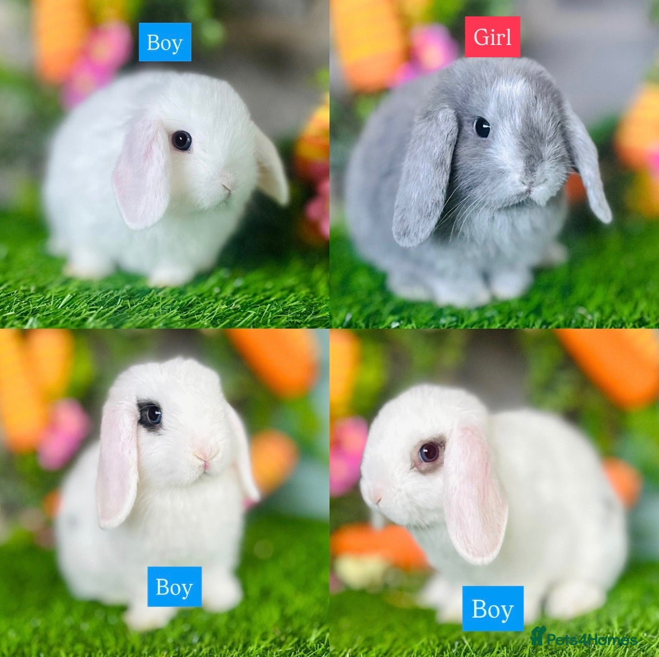 Mini Lop rabbits Mini Lops - Advert 5