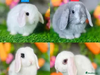 Mini Lop rabbits Mini Lops - Advert 5