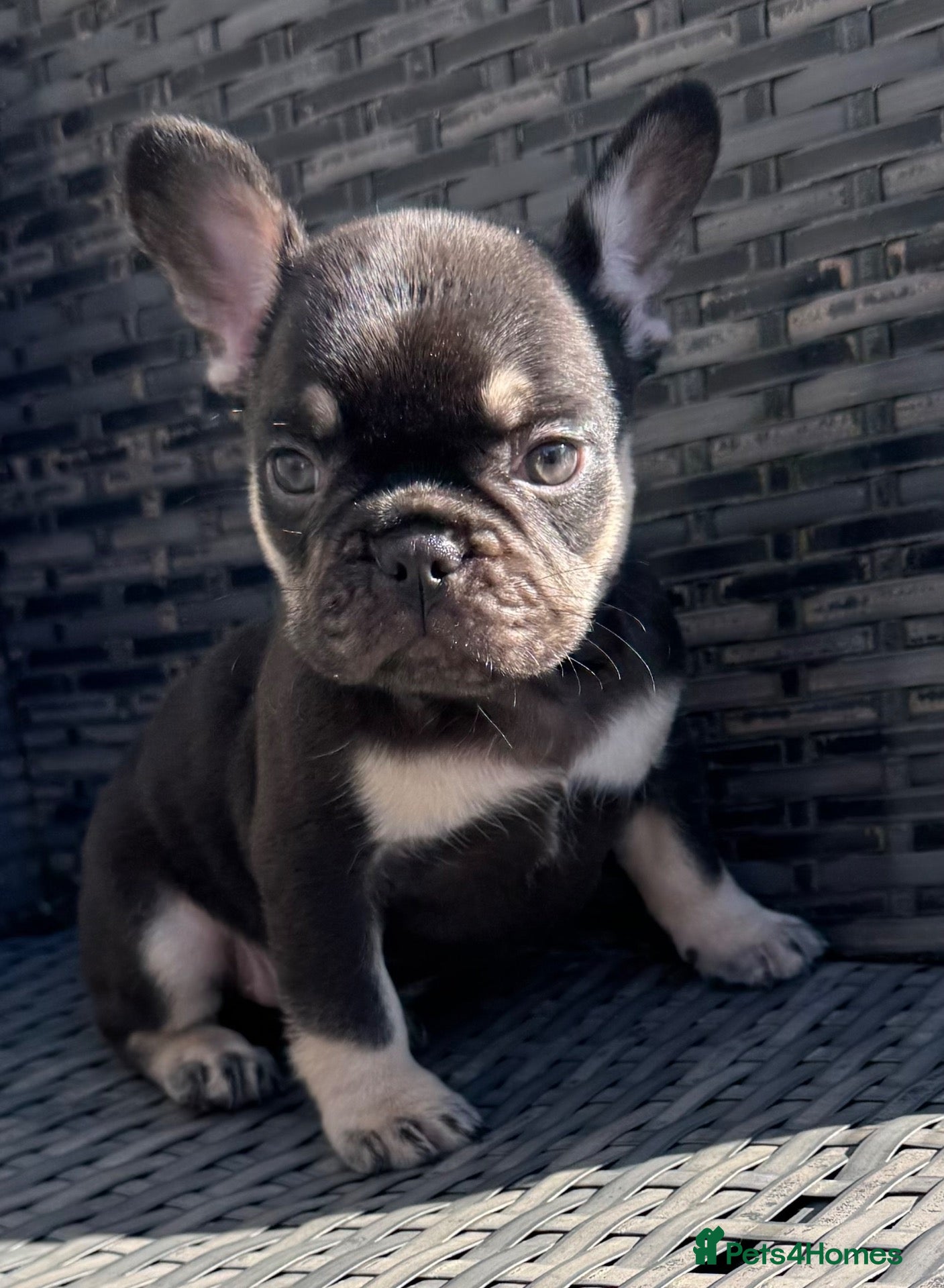 French Bulldog dogs HEALTH TESTED QUALITY FRENCH BULLDOG PUPPIES - Advert 1