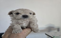 Maltipoo dogs for sale: 🐾 🐾3 Beautiful Maltipoo Girls Available! 🐾 - Image 16