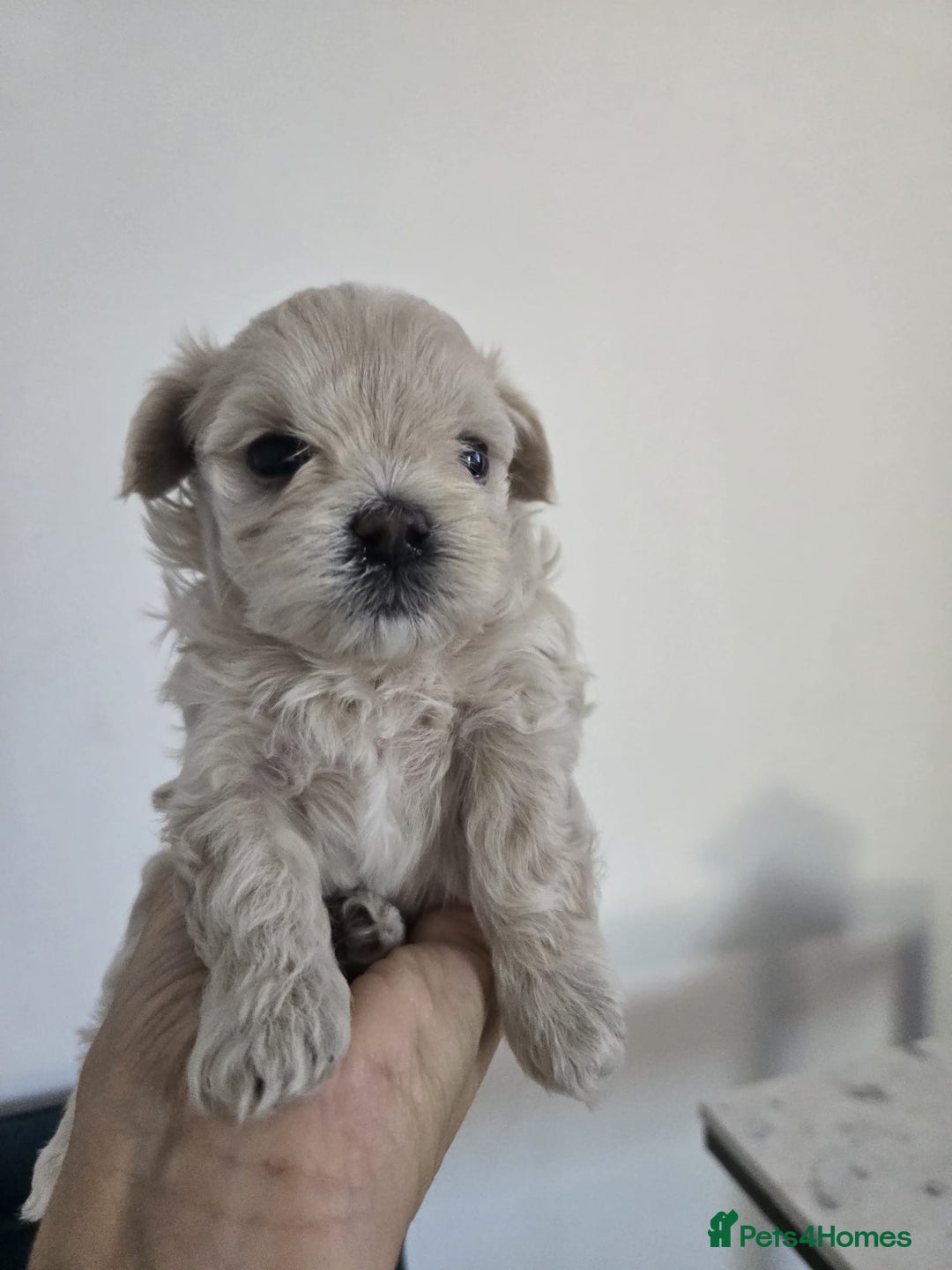 Maltipoo dogs for sale: 🐾 🐾3 Beautiful Maltipoo Girls Available! 🐾 - Image 16