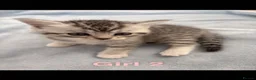 Bengal cats for sale: Bengal kittens - Advert 7