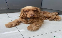 Cocker Spaniel dogs for sale: Gloden show cocker spaniel boy - Advert 2