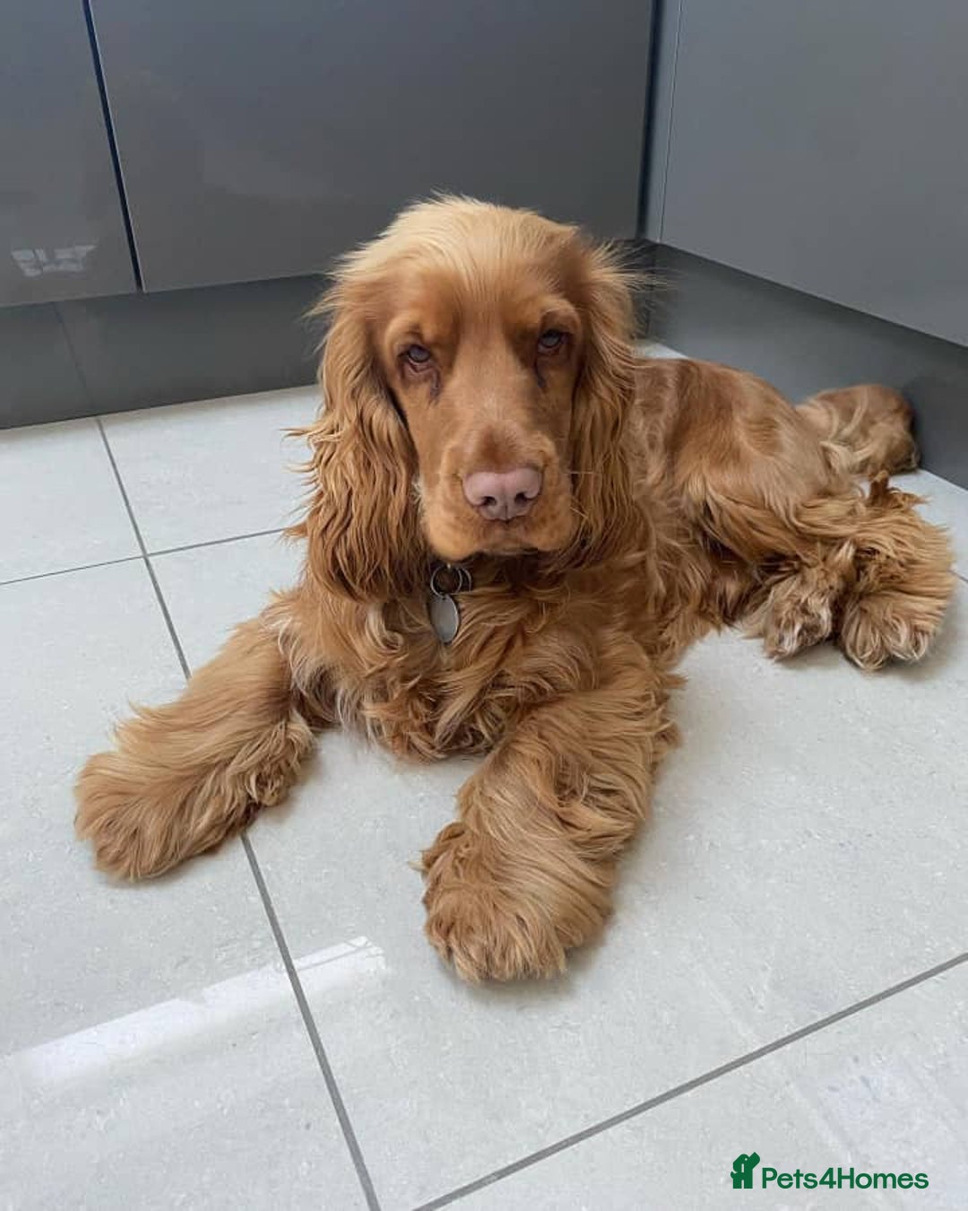 Cocker Spaniel dogs for sale: Gloden show cocker spaniel boy - Advert 2