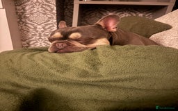 French Bulldog dogs for sale: Gorgeous lilac and tan boy - 3 years  - Image 2