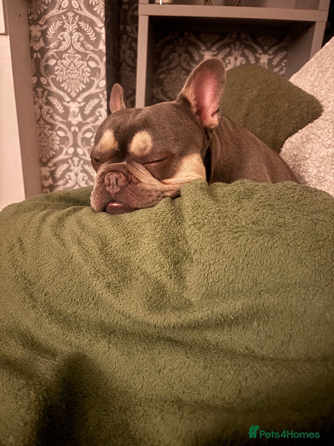 French Bulldog dogs for sale: Gorgeous lilac and tan boy - 3 years  - Image 2