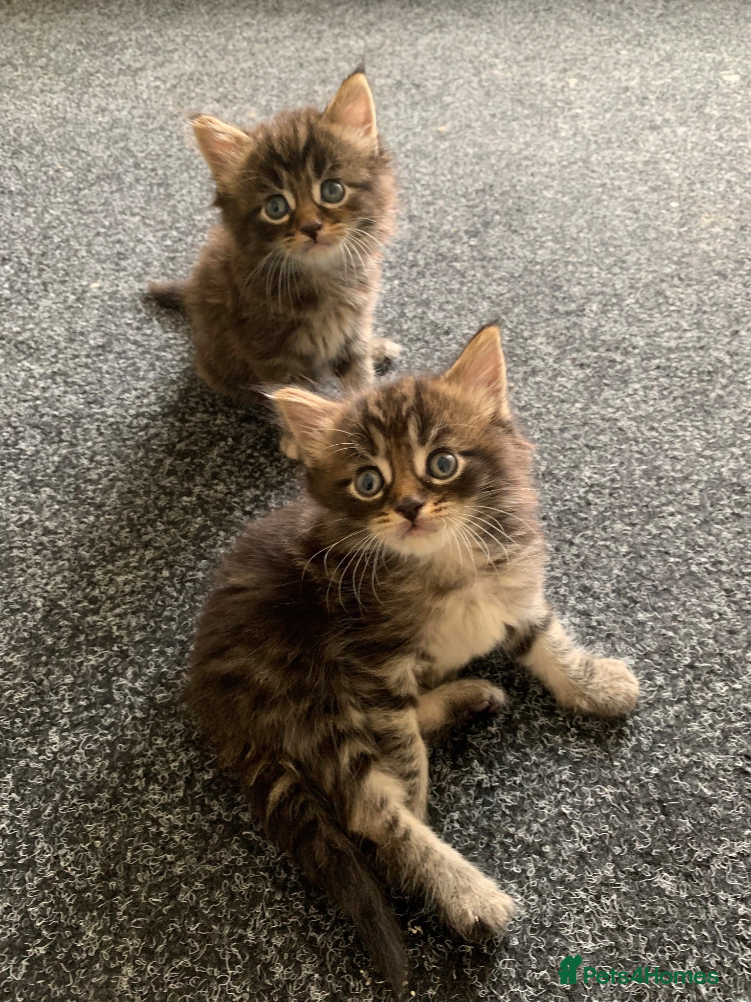 Mixed Breed cats Mixed Main Coon kittens  - Advert 1