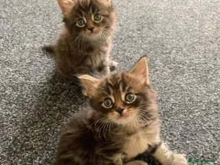 Mixed Breed cats Mixed Main Coon kittens - Advert 1