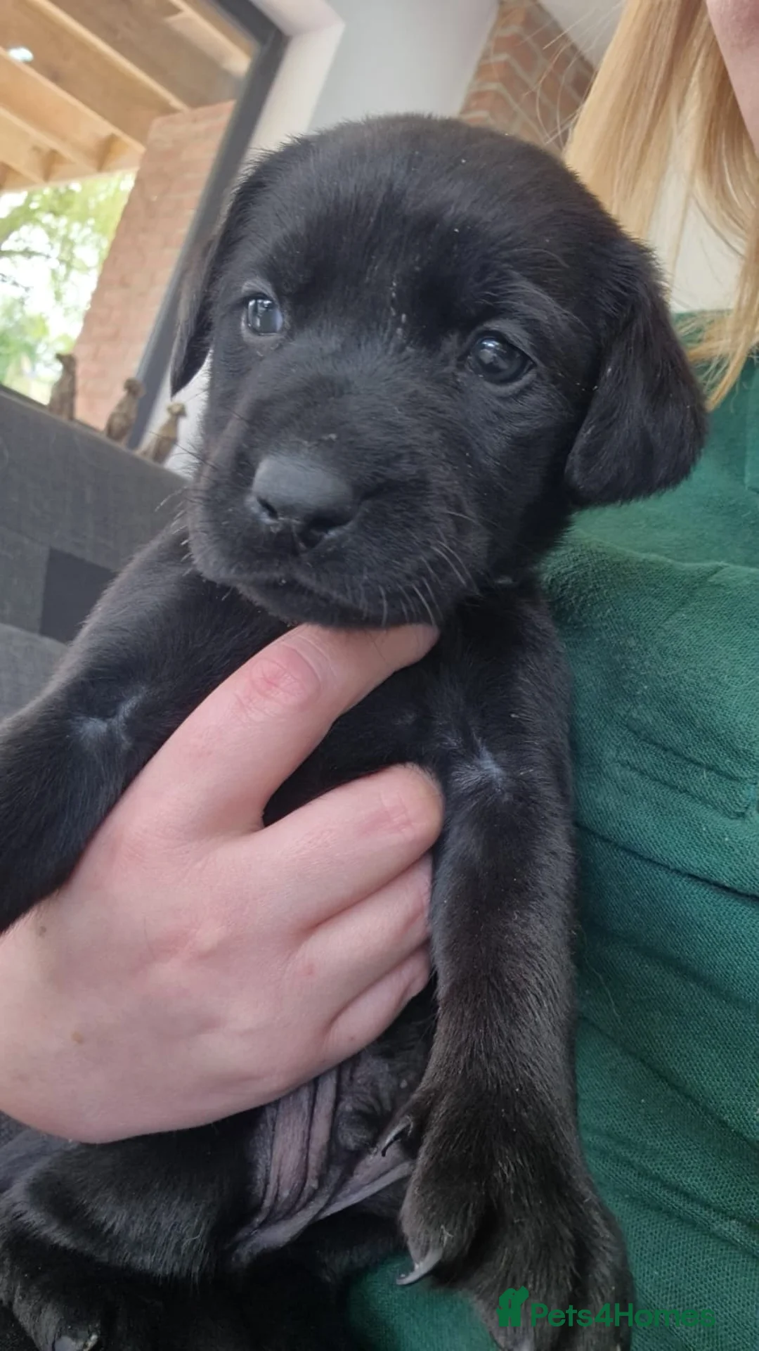 Labrador Retriever dogs for sale: All puppies now reserved - Advert 2