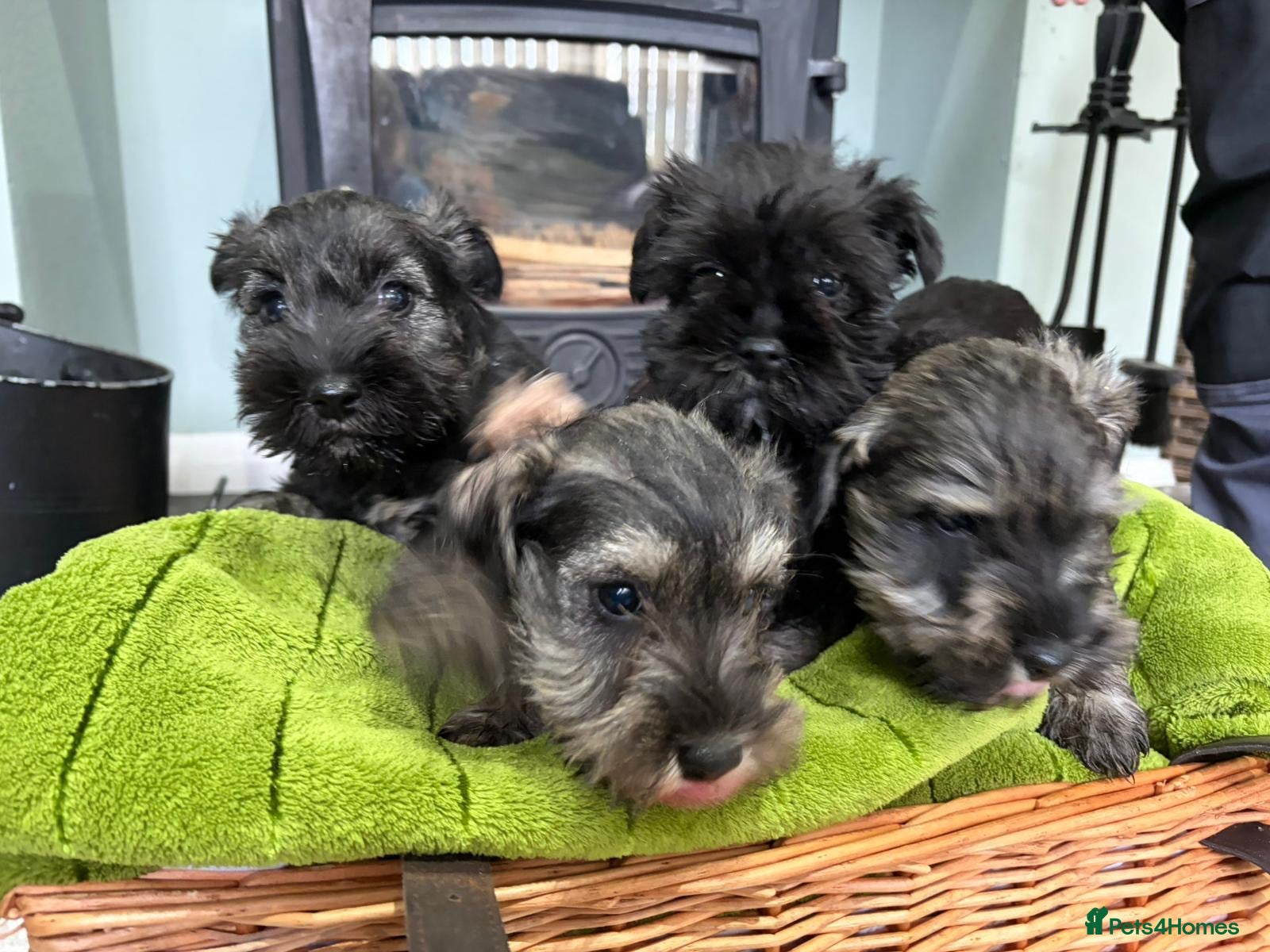 Miniature Schnauzer dogs MINIATURE SCHNAUZER K C REG - Advert 3