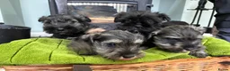 Miniature Schnauzer dogs for sale: MINIATURE SCHNAUZER K C REG - Advert 1