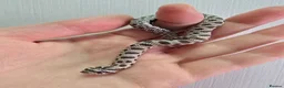 Snake reptiles for sale: CB 26 Western hognose babies ready for homes - Advert 4