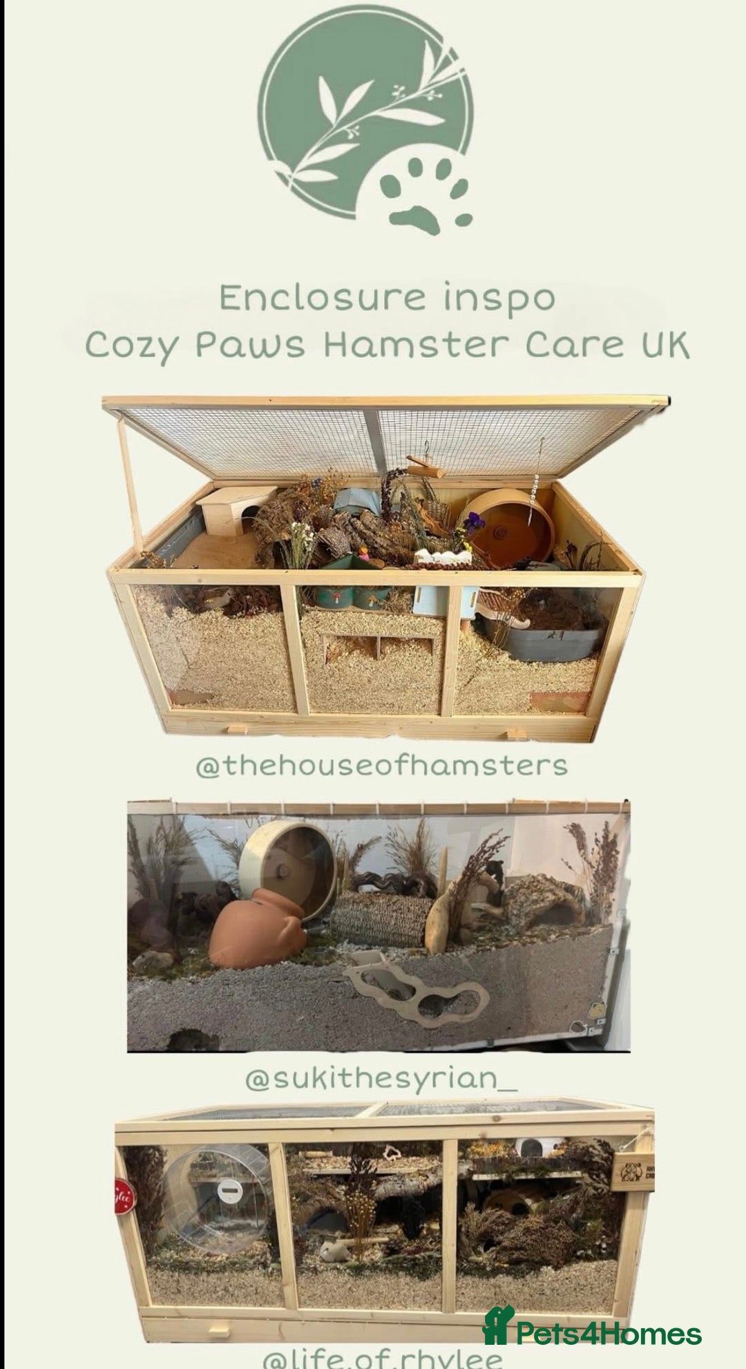 Hamster rodents for sale: 🐹 Sweet Tame Hamster! 🐹 - Advert 10