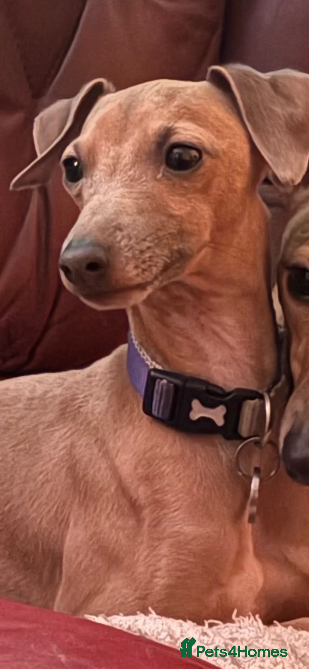 Italian Greyhound dogs for stud: KC Italian Greyhound available for stud in Eastbourne - Advert 5