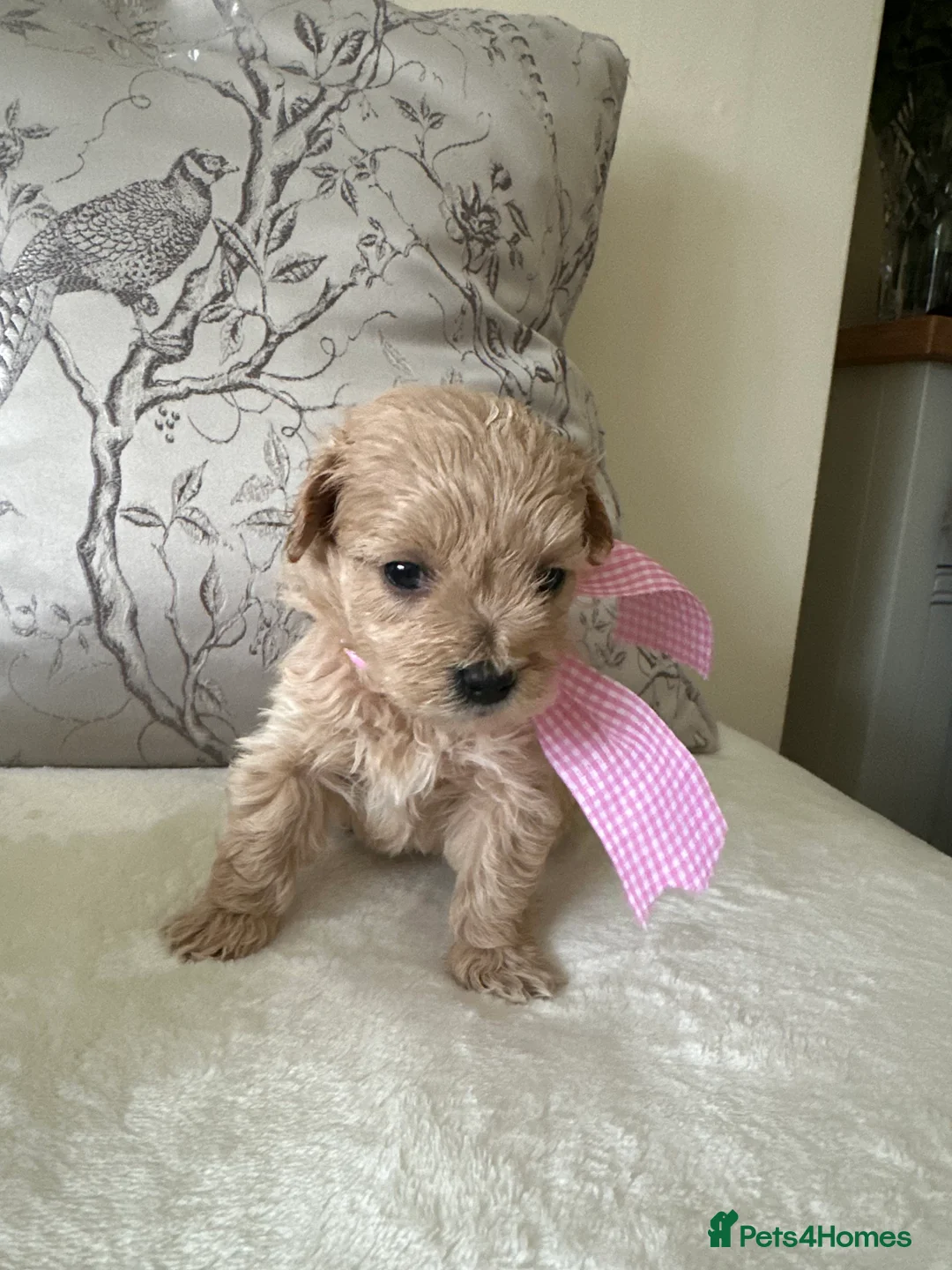Maltipoo dogs for sale: Beautiful Maltipoo Puppies - Advert 16