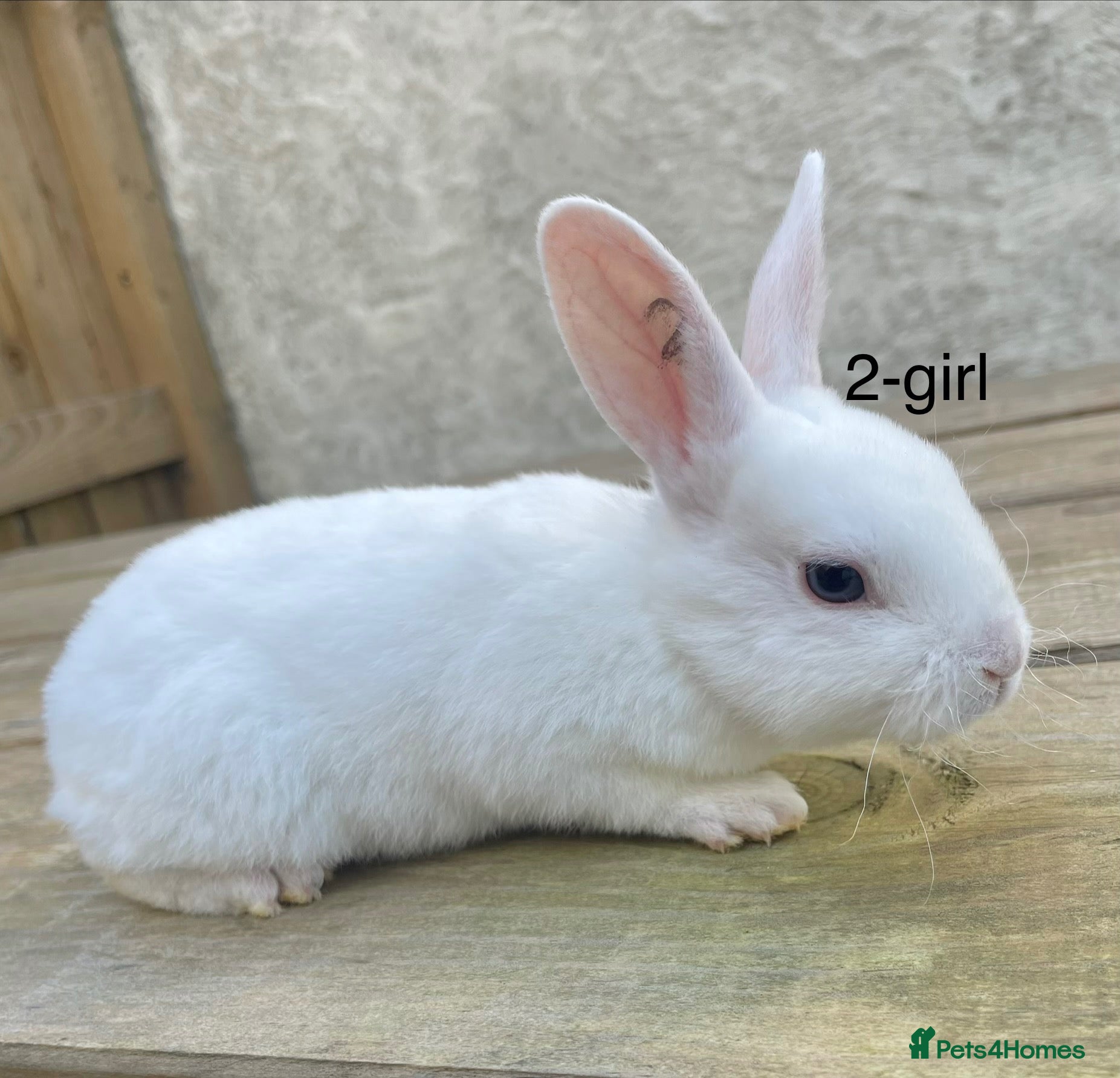 Rex rabbits 🐰 4 week old Pure bred mini Rex 🐰  - Advert 4