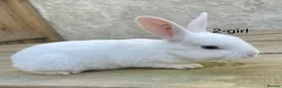 Rex rabbits for sale: 🐰 5 week old Pure bred mini Rex 🐰  - Advert 1