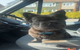 French Bulldog dogs for sale: Male Fluffy French bull dog  - Image 3
