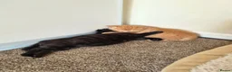 Mixed Breed cats for sale: VERY FRIENDLY FLUFFY KITTENS - Advert 29