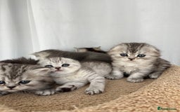 Scottish Fold cats for sale: Adorable Scottish Fold Kittens  - Image 34