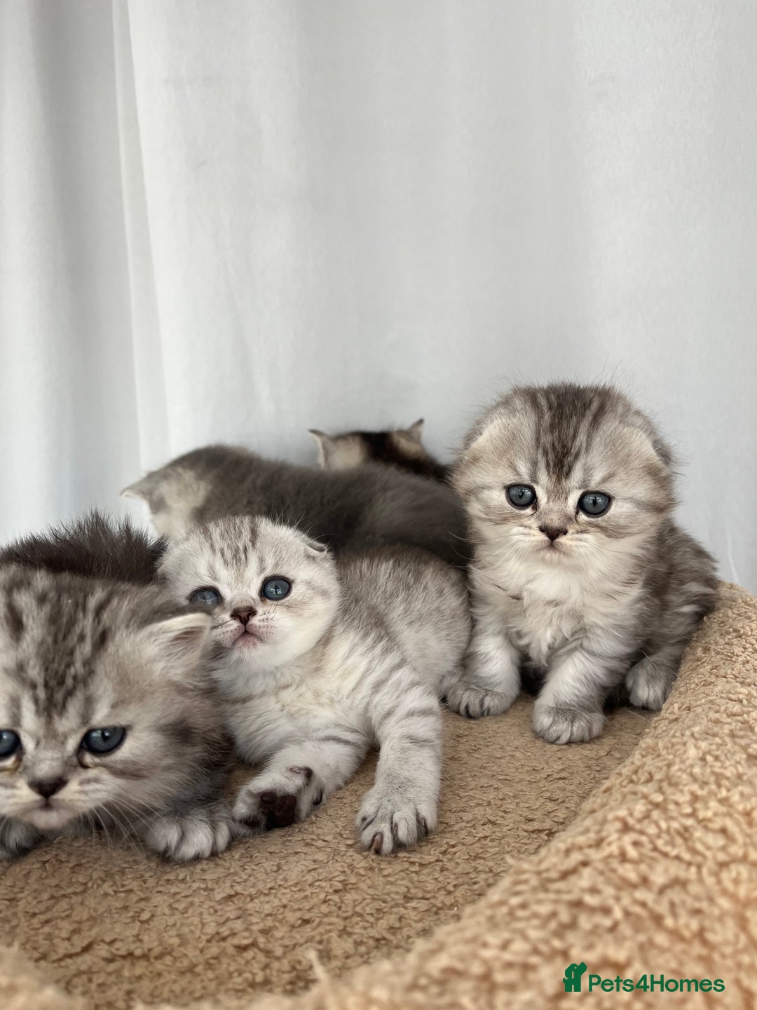 Scottish Fold cats for sale: Adorable Scottish Fold Kittens  - Image 34