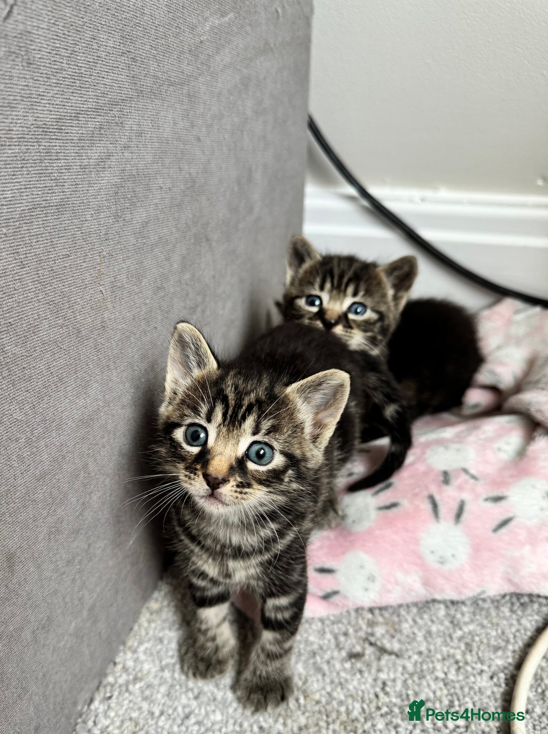 Mixed Breed cats for sale: Gorgeous Kittens ready to go in 2 weeks - Advert 24