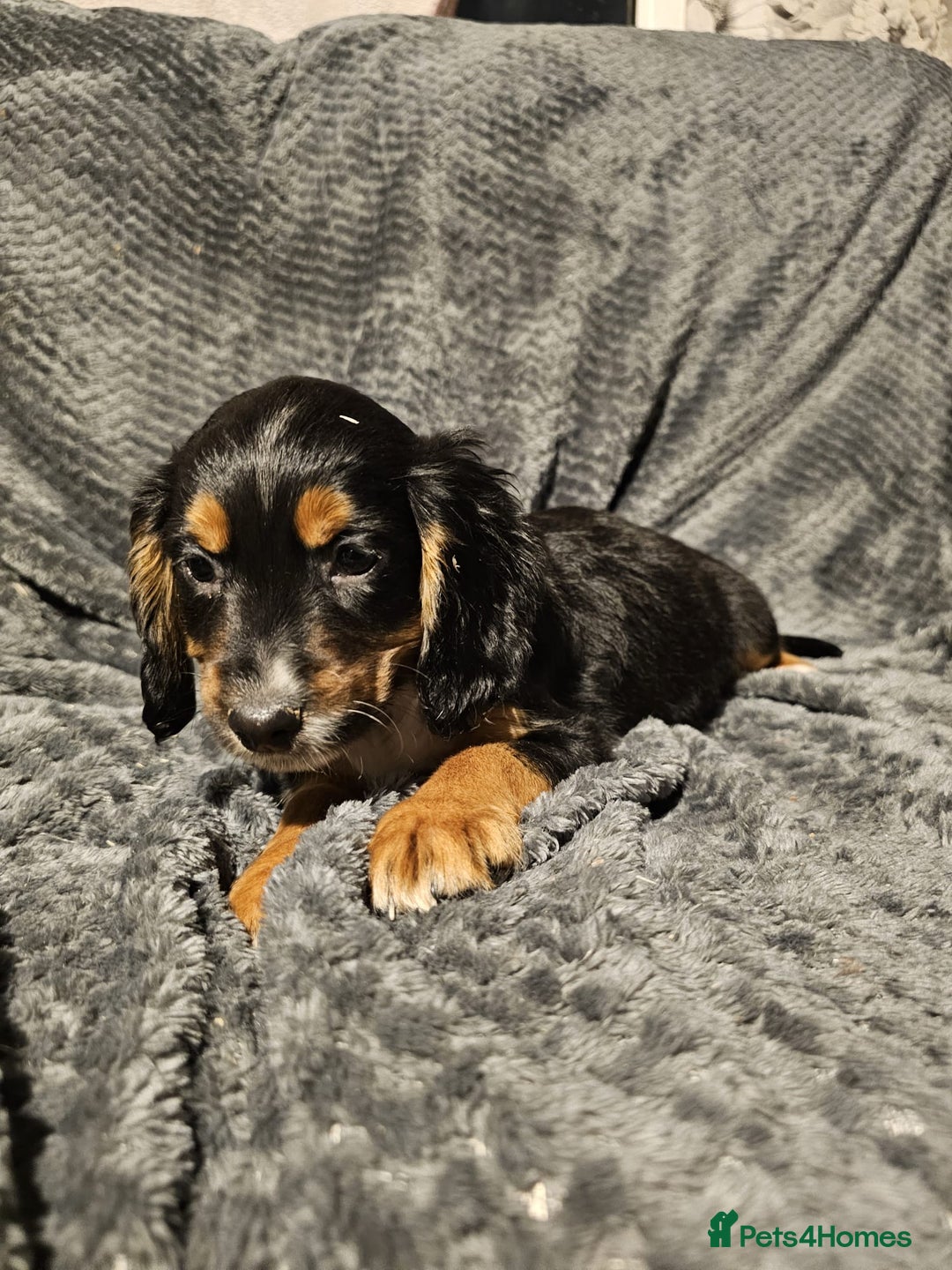 Cocker Spaniel dogs for sale: Cocker spaniels puppy's  - Advert 31