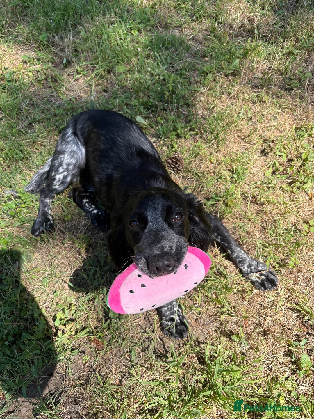 Cocker Spaniel dogs for sale: Rehoming Willow - Advert 5