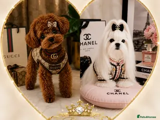 Maltipoo dogs 💎 Prestige Luxury Maltipoo DNA Tested Parents 💎 - Advert 16