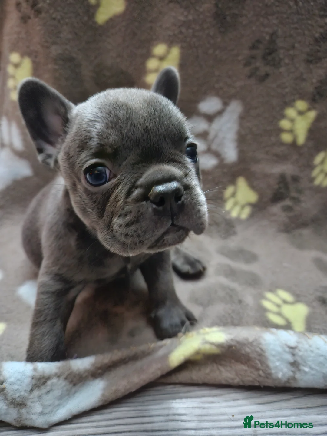 French Bulldog dogs for sale: French Bulldog puppy  - Advert 8