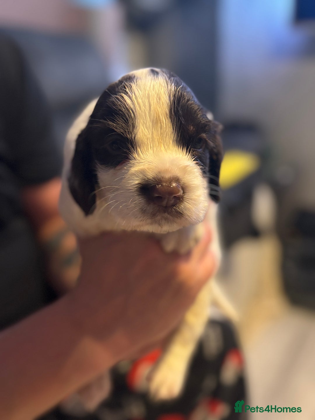 English Springer Spaniel dogs for sale: English Springer Spaniel Puppies  - Advert 10