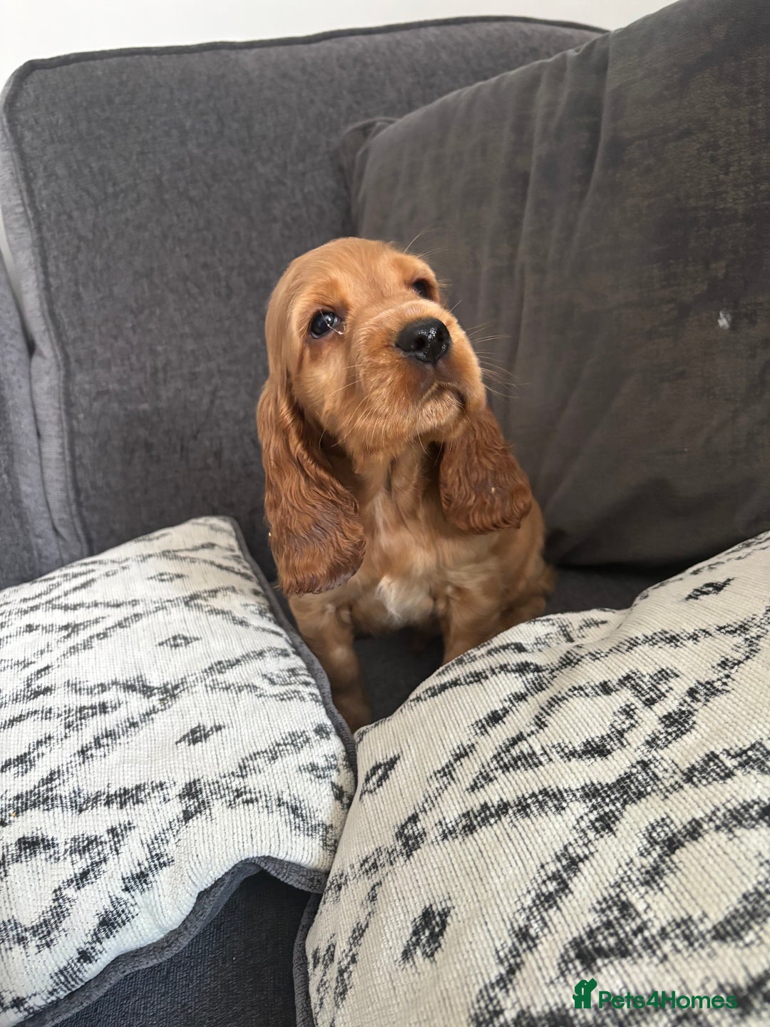 Cocker Spaniel dogs for sale: Beautiful show type cocker spaniel puppies - Image 10