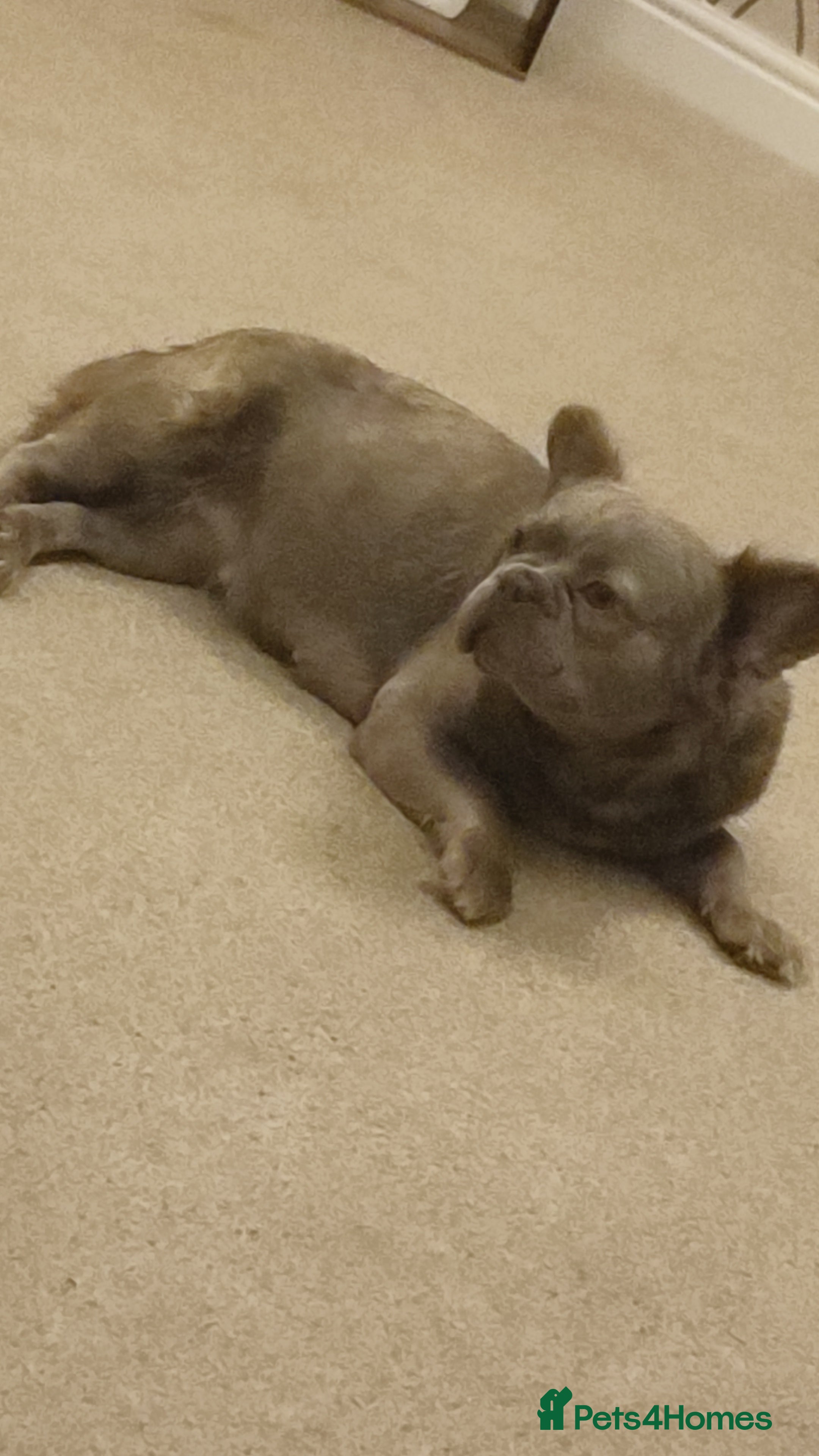 French Bulldog dogs Fluffy french bulldogs  - Advert 10