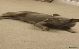 French Bulldog dogs for sale: Fluffy french bulldogs  - Advert 1