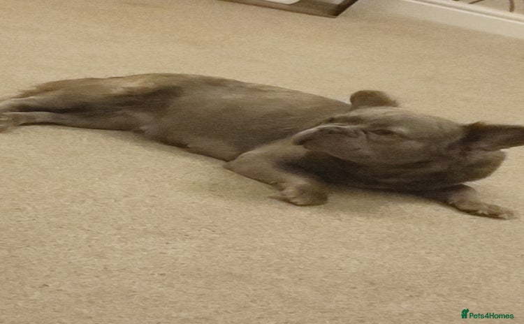 French Bulldog dogs Fluffy french bulldogs  - Advert 1