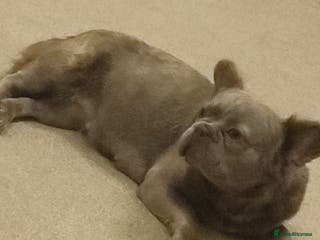 French Bulldog dogs for sale: Fluffy french bulldogs - Advert 1