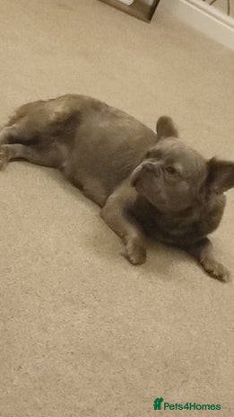 French Bulldog dogs Fluffy french bulldogs - Advert 1