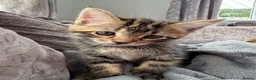 Bengal cats for sale: Bengal x Maine Coon Kittens - Advert 3