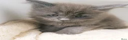 Maine Coon cats for sale: XXL Maine coon kittens + DNA health tested - Advert 25