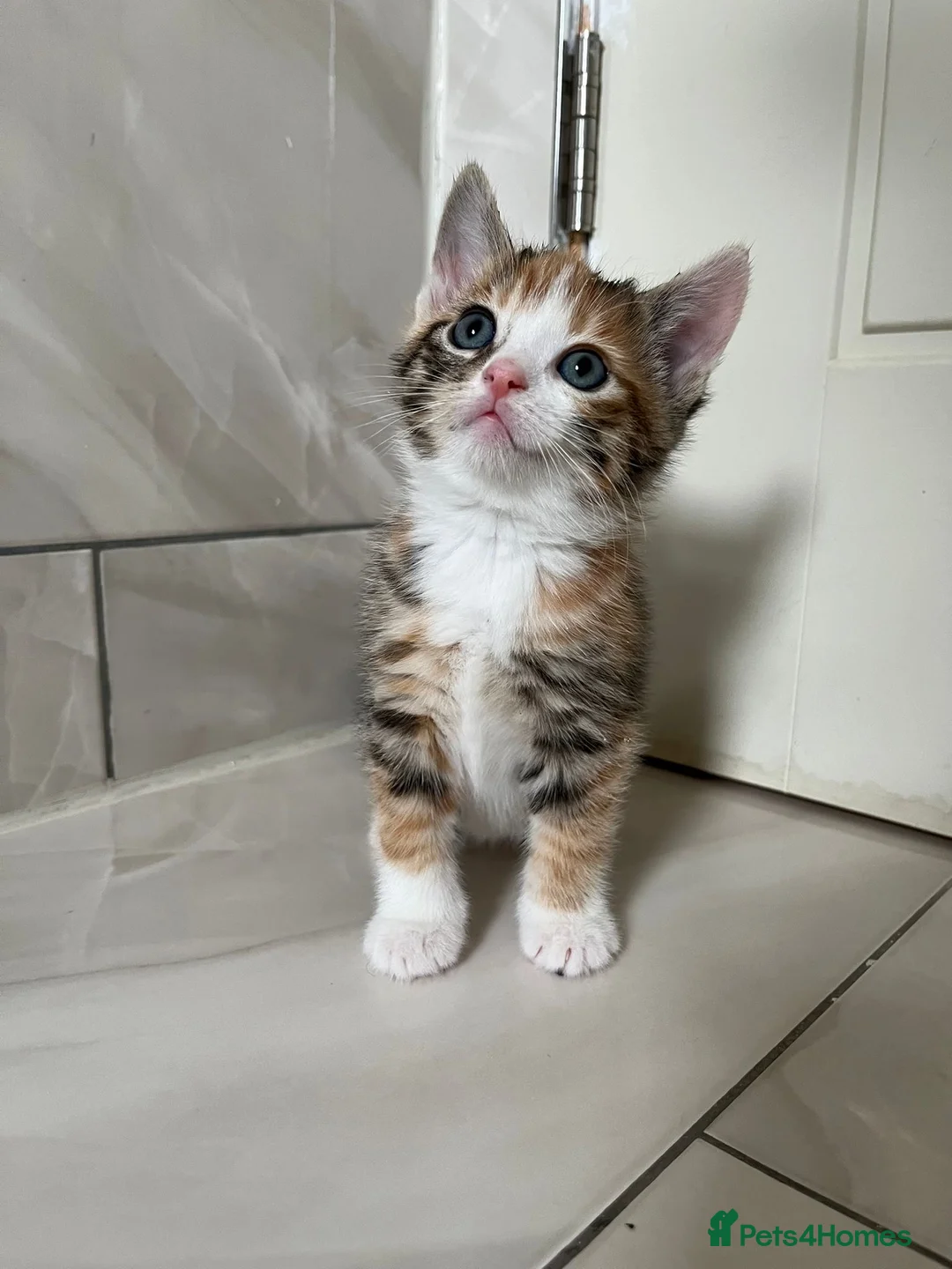 Abyssinian cats for sale: Abyssinian & Tabby Kittens available  - Advert 15