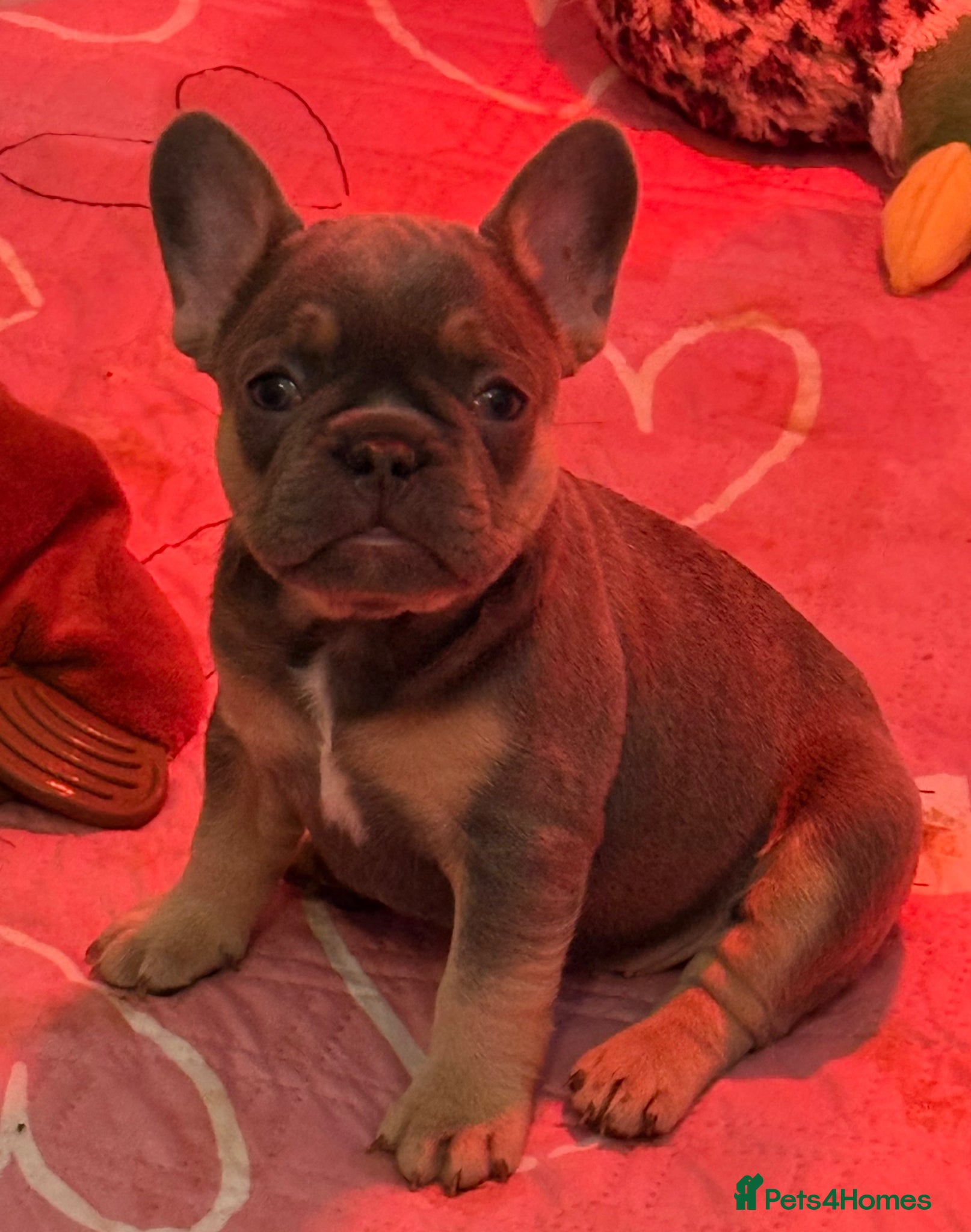 French Bulldog dogs French Bulldog Puppies  - Advert 1