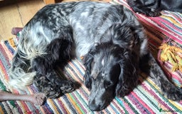 Sprocker dogs for sale: STRIKING SPROCKER SPANIEL PUPPIES  - Image 28